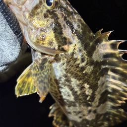 タケノコメバル