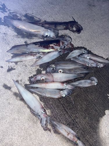 スルメイカの釣果