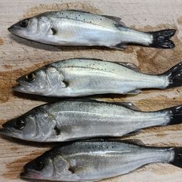 セイゴ（タイリクスズキ）