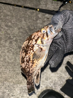 クロソイの釣果