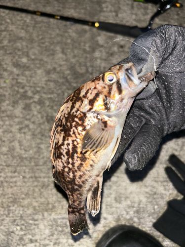 クロソイの釣果