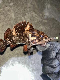 ムラソイの釣果