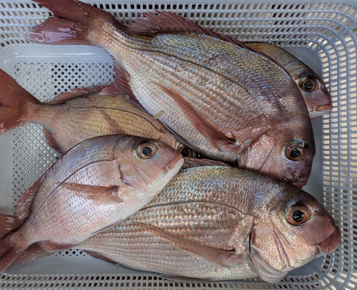 しおタンさんの釣果 1枚目の画像