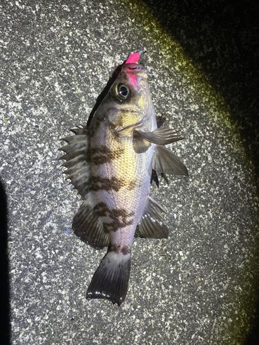 室浜漁港（宮戸島）