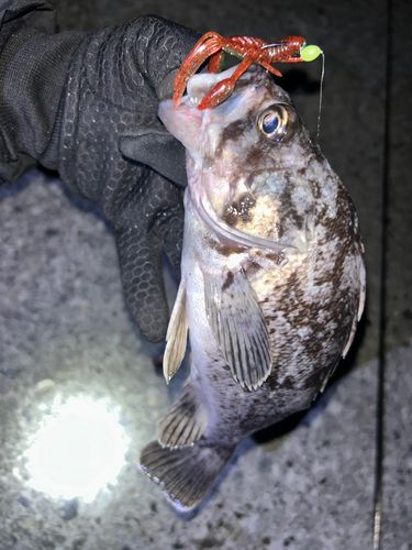 クロソイの釣果