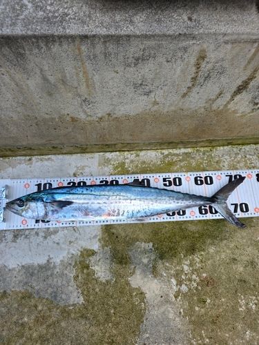サワラの釣果