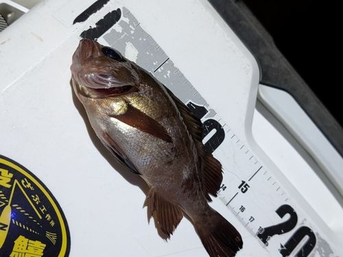 メバルの釣果