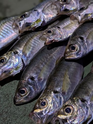 アジの釣果