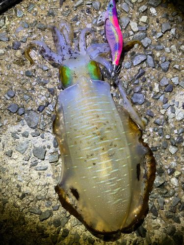 アオリイカの釣果