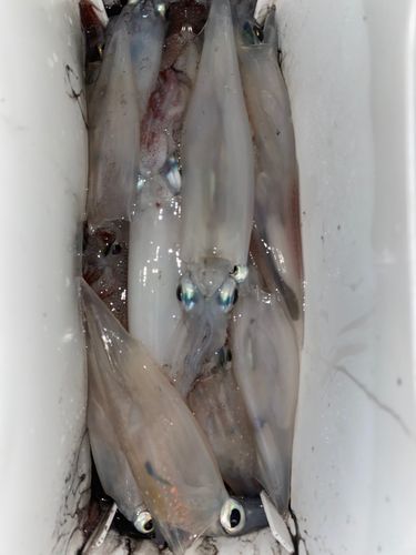 三陸海岸（岩手）