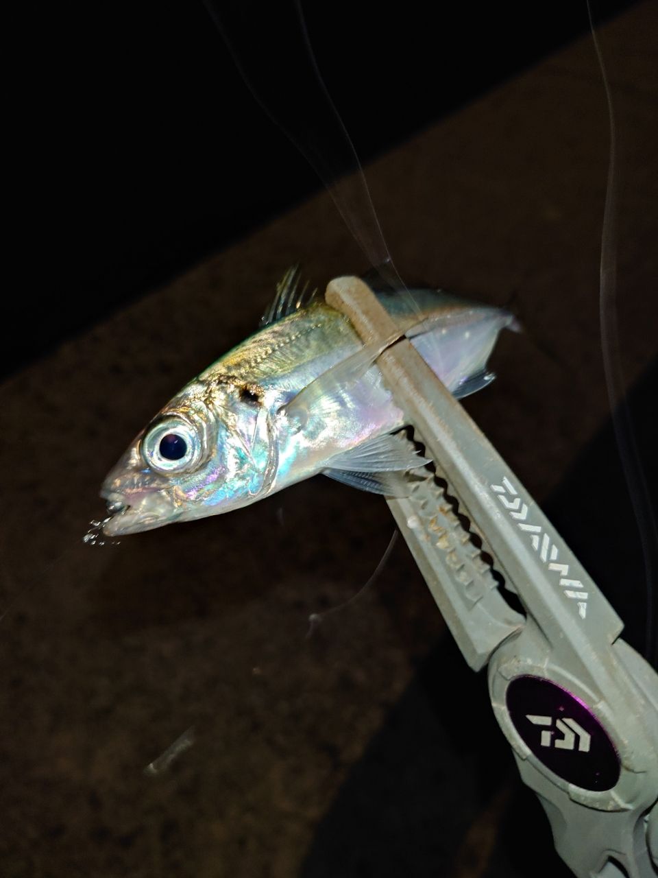 DAIWA 23月下美人 AIR AJING 510UL-S・Wの最安値・インプレ・釣果