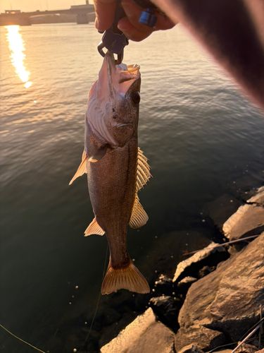 セイゴ（マルスズキ）の釣果