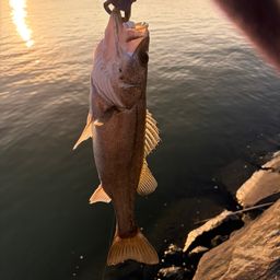 セイゴ（マルスズキ）