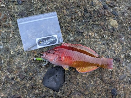 ホシササノハベラの釣果