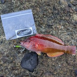 ホシササノハベラ