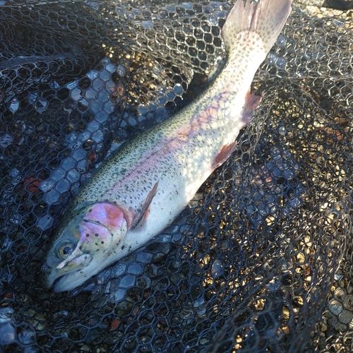 ニジマスの釣果