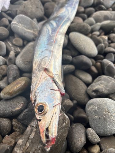 タチウオの釣果