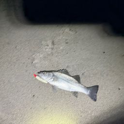 フッコ（ヒラスズキ）