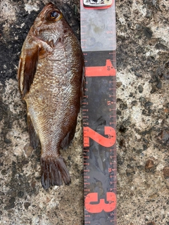 キンメバルの釣果