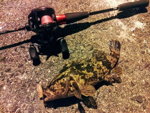 タケノコメバルの釣果