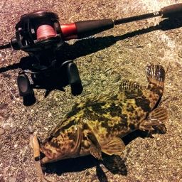 タケノコメバル