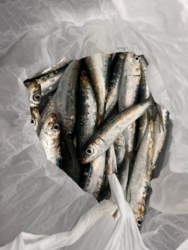イワシの釣果