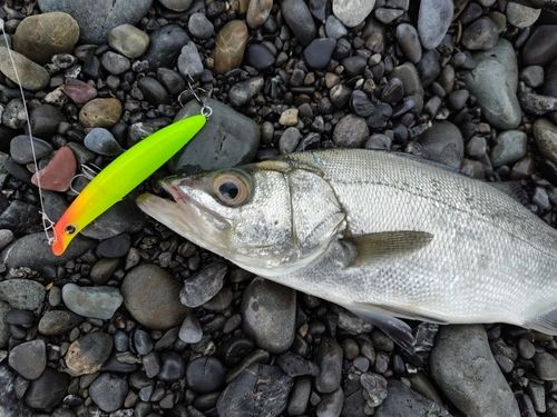 ヒラスズキの釣果