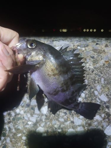 東京湾（アクアライン〜富津）