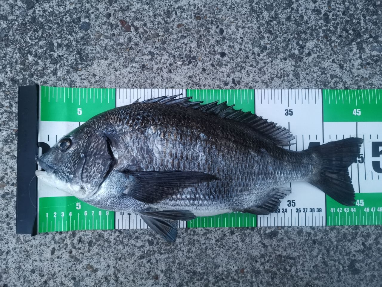 SHIMANO 23ソアレ BB アジング S64UL-Sの最安値・インプレ・釣果