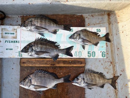 クロダイの釣果