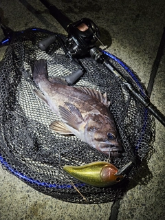 クロソイの釣果