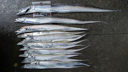 タチウオの釣果