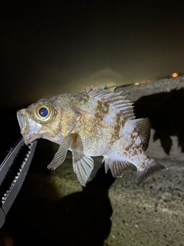 クロメバルの釣果