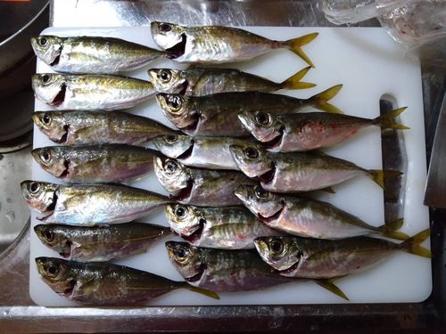 マアジの釣果