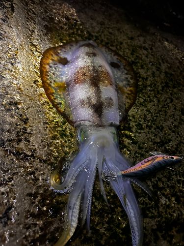 東京湾（富津〜金谷）