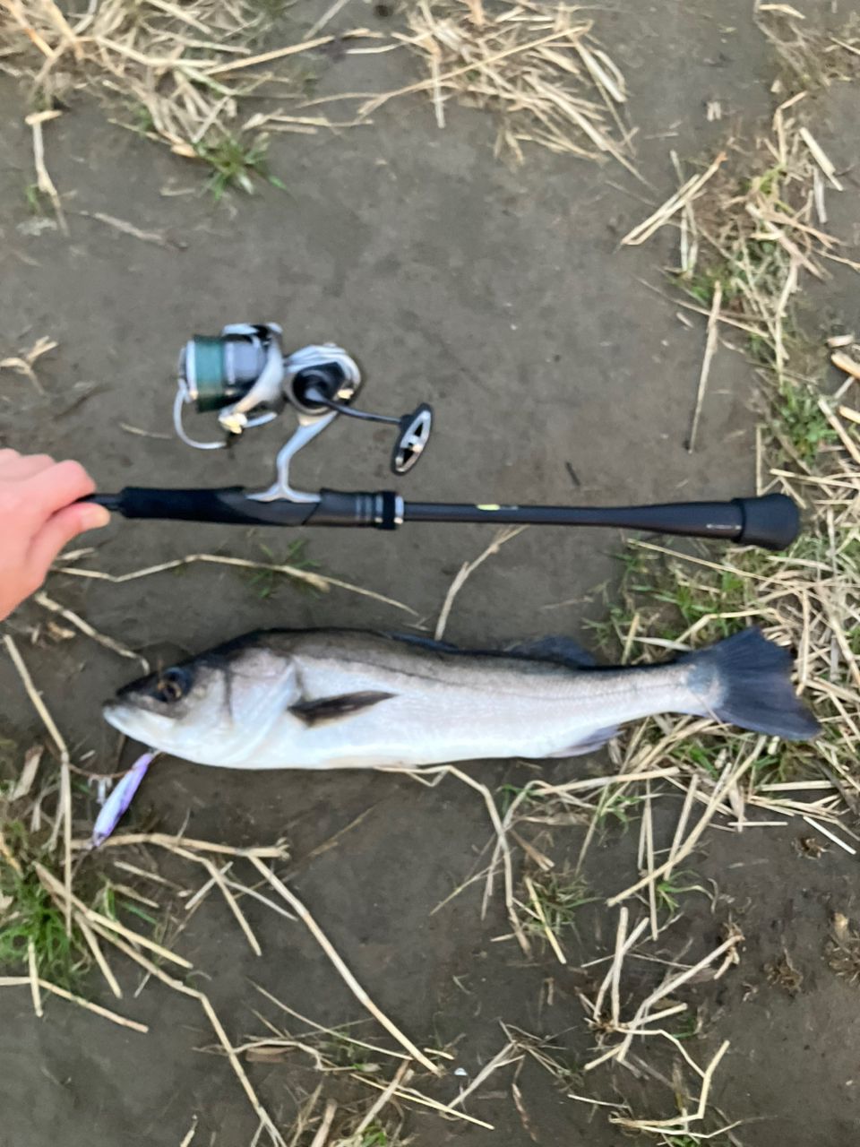 SHIMANO 23ディアルーナ S86MLの最安値・インプレ・釣果 | 本音の