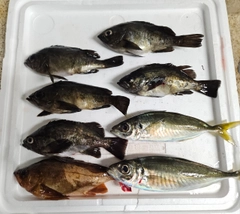 シロメバルの釣果