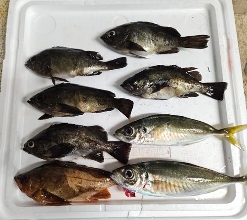 シロメバルの釣果