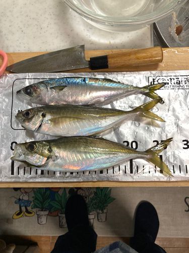 アジの釣果