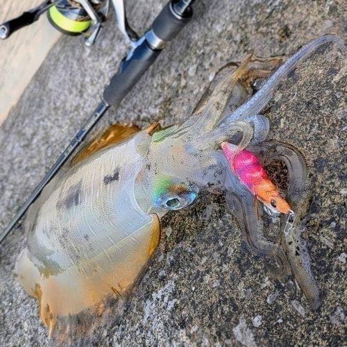 アオリイカの釣果