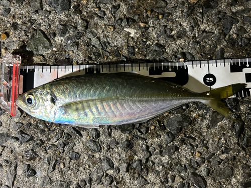 マアジの釣果