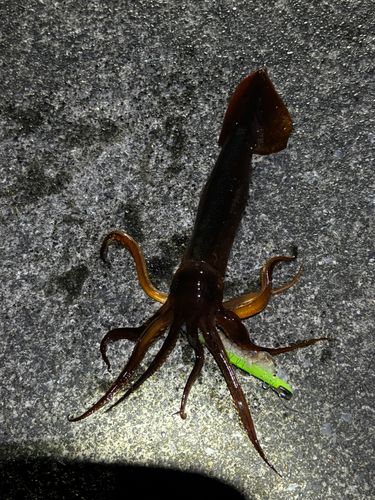 イカの釣果