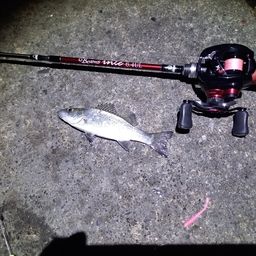 セイゴ（マルスズキ）