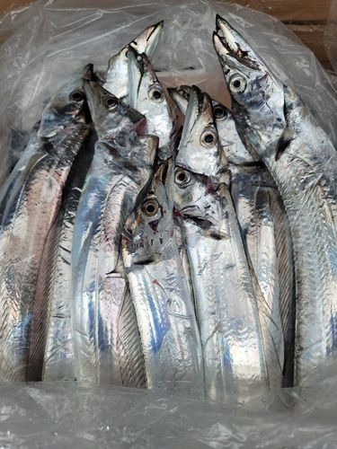 タチウオの釣果