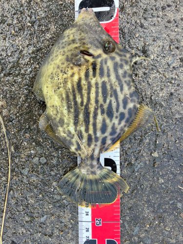 カワハギの釣果