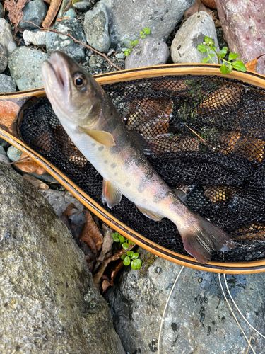 ヤマメの釣果