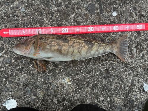 アイナメの釣果