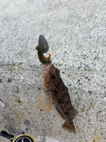 アイナメの釣果