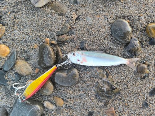 カタクチイワシの釣果