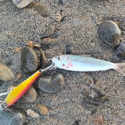 カタクチイワシ